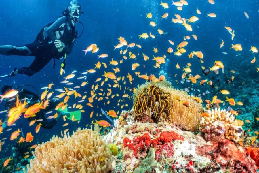 Alanya Diving Tour and Transfer Service