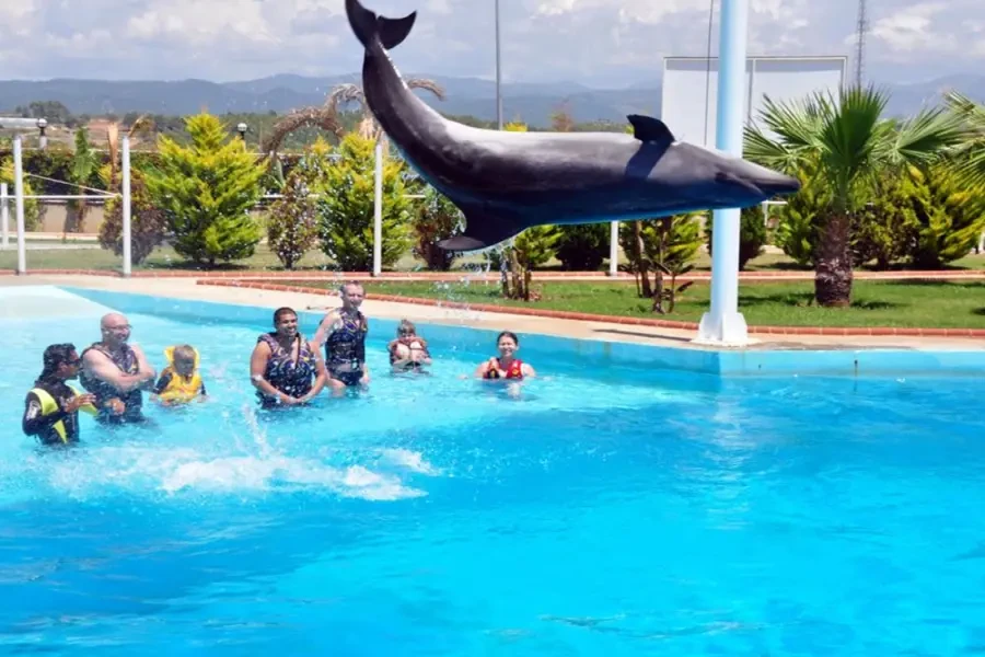 Side Dolphin Show – A Magical Experience!