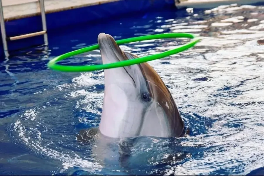 Side Dolphin Show – A Magical Experience!